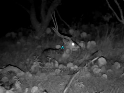 Sightmark Wraith HD 2-16X28 Digital Day/Night Riflescope